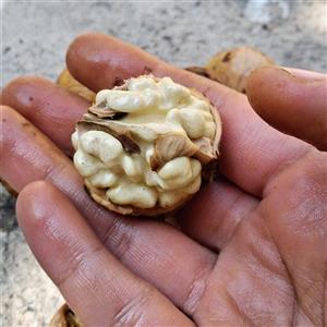 گردو (با پوست) سفید سامان درجه یک (با 70 درصد مغز سفید) فروش عمده