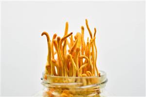 قارچ کوردیسپس