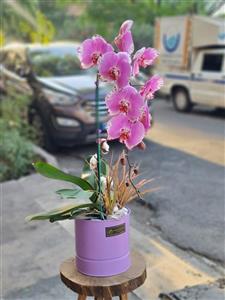 گلدان ارکیده کد 553 – گل فروشی آنلاین رزگاردن