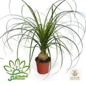 دسته گل آچیلا و ارکیده برای روز زن 4529