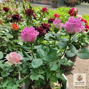 گل رز هلندی پا کوتاه | کد: ZNB-FZK