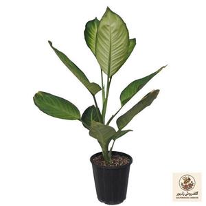 دسته گل آنتوریوم برای روز زن 4370