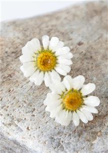 گوشواره گل یارین
