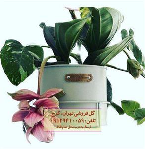 گیاه خوشه آویز مناسب برای پنجره‌های آفتاب‌گیر