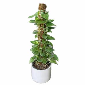 گیاه پتوس چوبدار (شیخی)