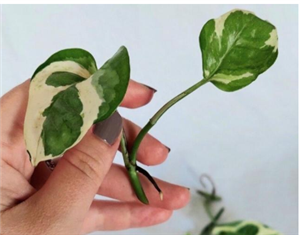 قلمه گیاه پتوس ارتشی