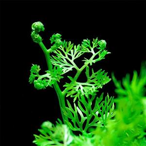 گیاه آبزی سراتوپتریس