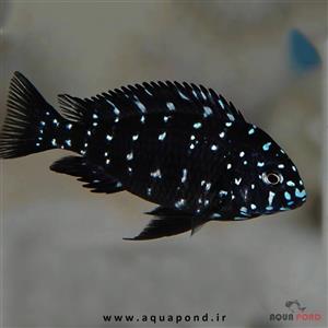 ماهی تروفئوس دبوسی ماسوا