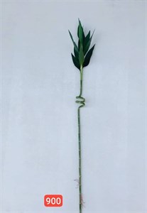 شاخه بامبو وارداتی