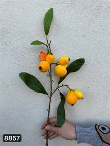 شاخه ازگیل وارداتی 9 تایی لمسی