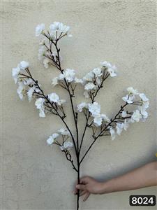 شکوفه گیلاس پرطرفدار2