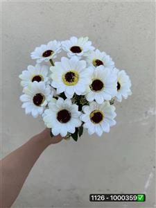 بوته مارگریت ۱۰ گل( پک 6 عددی)