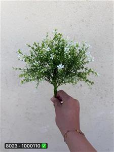 بوته شویدی شکوفه مینا۷بازو