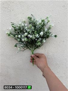 بوته شکوفه قاصدکی