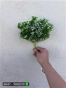 بوته شکوفه خارجی