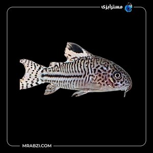 ماهی کوریدوراس جولی