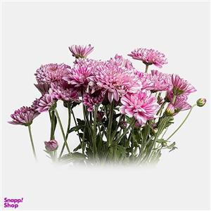 دسته گل طبیعی داوودی مینیاتوری رنگ صورتی