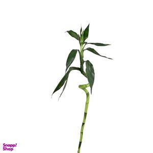 گیاه طبیعی بامبو تایلندی مدل a