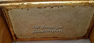 عسل با قاب و موم