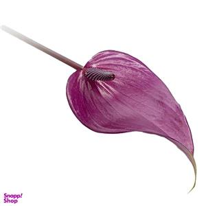 شاخه گل طبیعی آنتوریوم رنگ بنفش