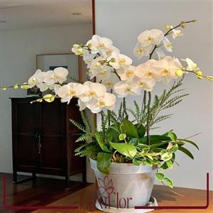 گل طبیعی ارکیده رنگ سفید 4 شاخه