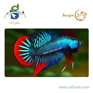 ماهی فایتر امبلیس