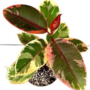 فیکوس شرابی کوچک