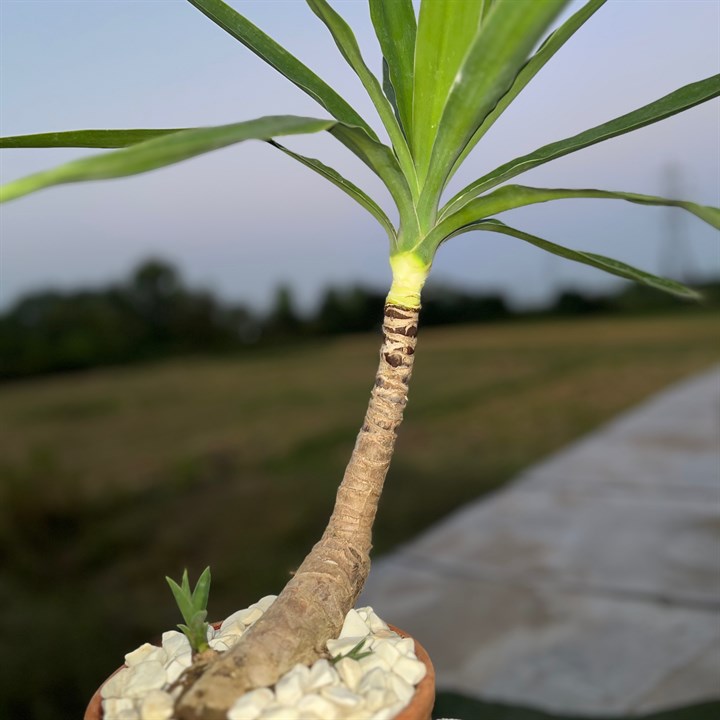 گیاه یوکا متوسط
