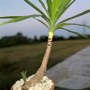 گیاه یوکا متوسط