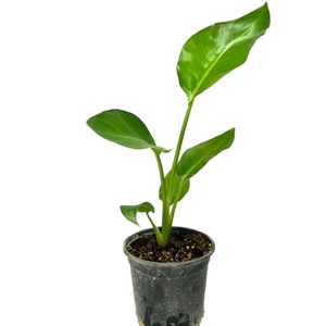 گلدان نخل نیکولای