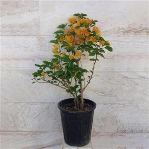 گل کاغذی مناسب باغچه تراس و حیاط با رنگهای مختلف