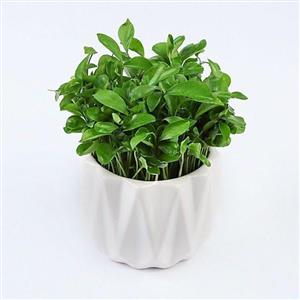 خرید گلدان و گیاه گل سنگ در کرج 