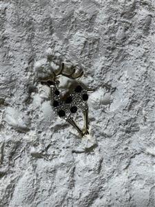 گل سینه گوزن