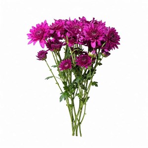 شاخه گل داودی طبیعی مدل مینیاتوری بسته 10 عددی