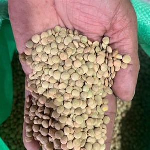 عدس درشت خارجی روس