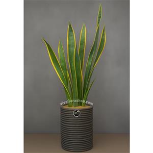 گیاه سانسوریا ابلق با گلدان سفالی