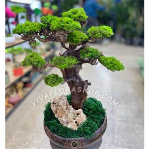 بنسای جاودان خموش سبز