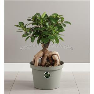 بونسای جنسینگ با گلدان پلاستیکی