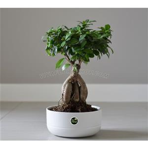 بونسای جنسینگ با گلدان سرامیکی