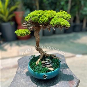 بنسای جاودان مه فیروزه