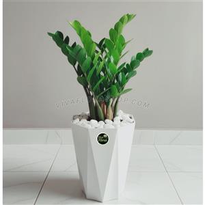 گلدان سرامیکی با زاموفیلیا سبز