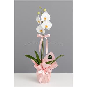 گلدان ارکیده تک شاخه با دیزایین صورتی