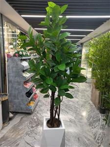 درختچه مصنوعی فیکوس تنه چوب مدل لوکس
