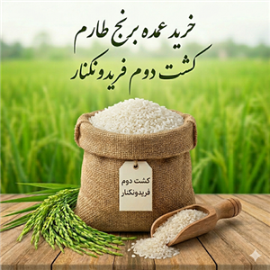 خرید عمده برنج طارم اعلا کشت دوم (بیشتر از 100 کیلوگرم)