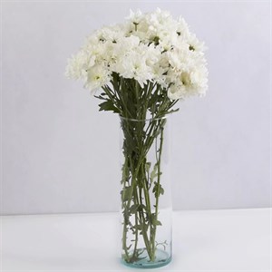 شاخه گل داوودی سفید (1بسته)