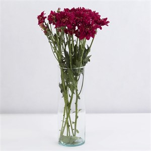 شاخه گل داوودی زرشکی (1بسته)