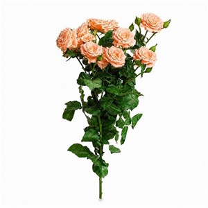 شاخه گل رز طبیعی مدل مینیاتوری گل‌بهی بسته پنج عددی