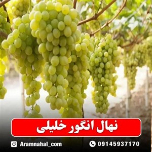 نهال انگور خلیلی