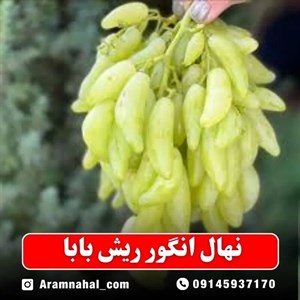 نهال انگور ریش بابا