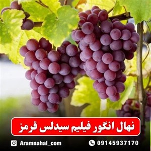 نهال انگور فیلیم سیدلس قرمز